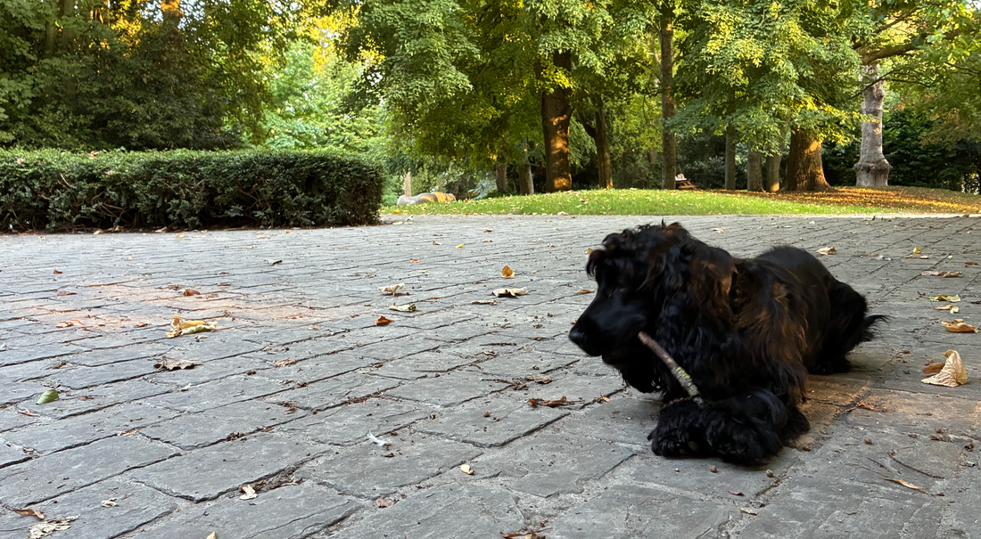 Why Your Cocker Loves Retrieving So Much (and What It Says About the Breed)