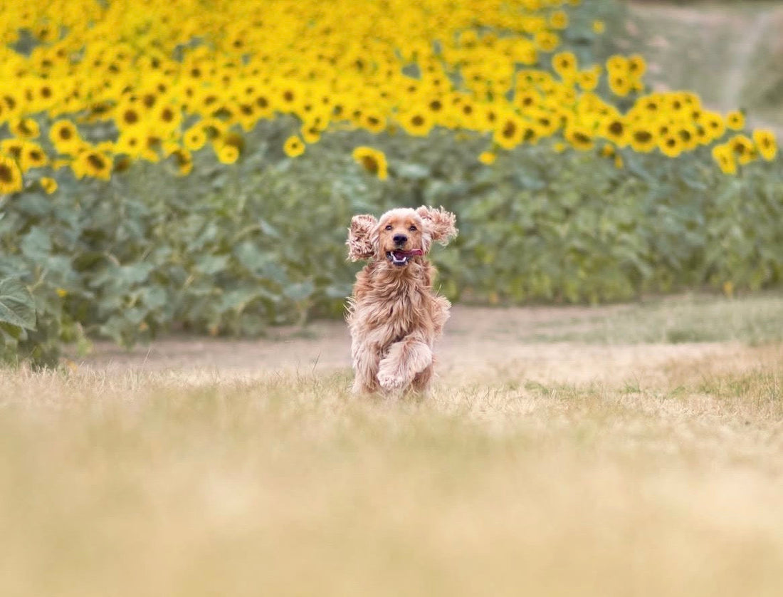 Red Eyes in Your Cocker Spaniel: Causes & Solutions
