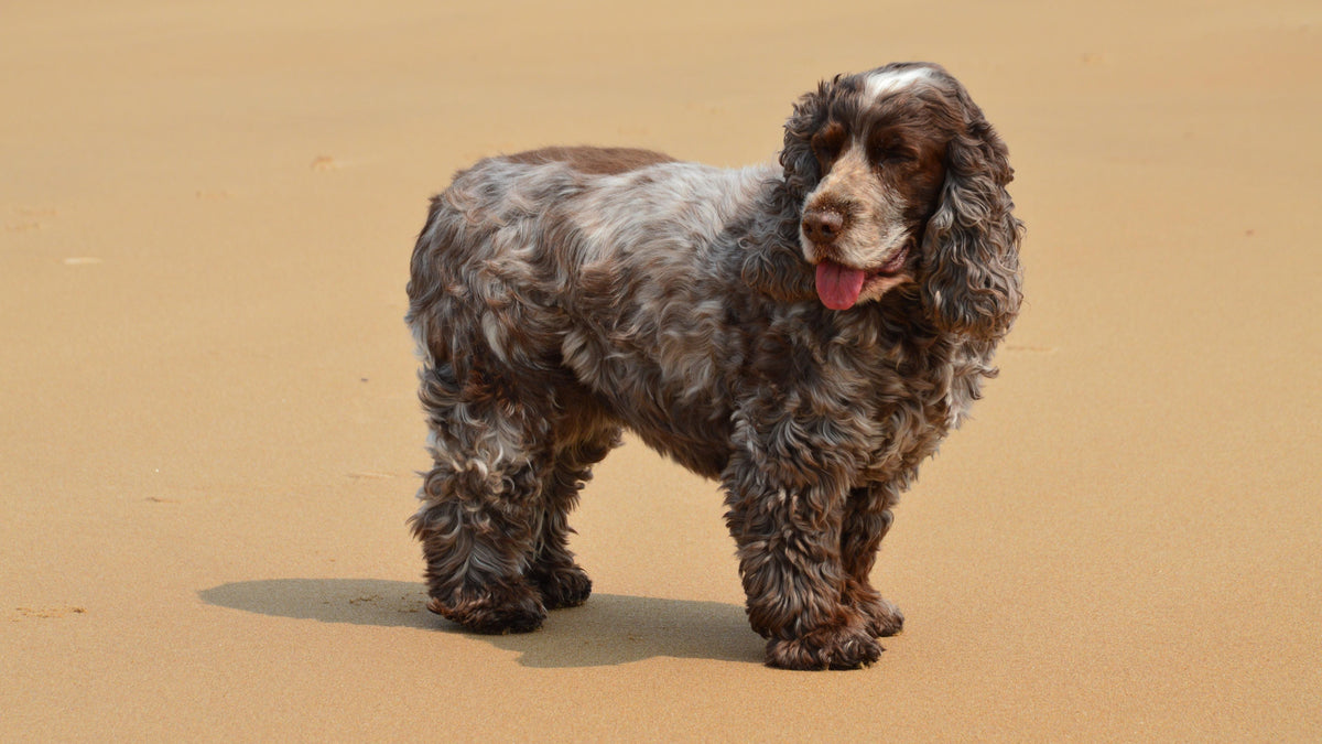How Much Exercise Does a Cocker Spaniel Really Need? The Link Between Movement, Weight, and Behavior