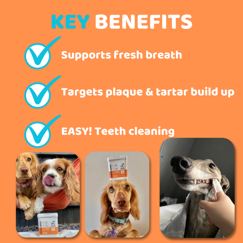 Lingettes Dentaires Nettoyantes pour Chien