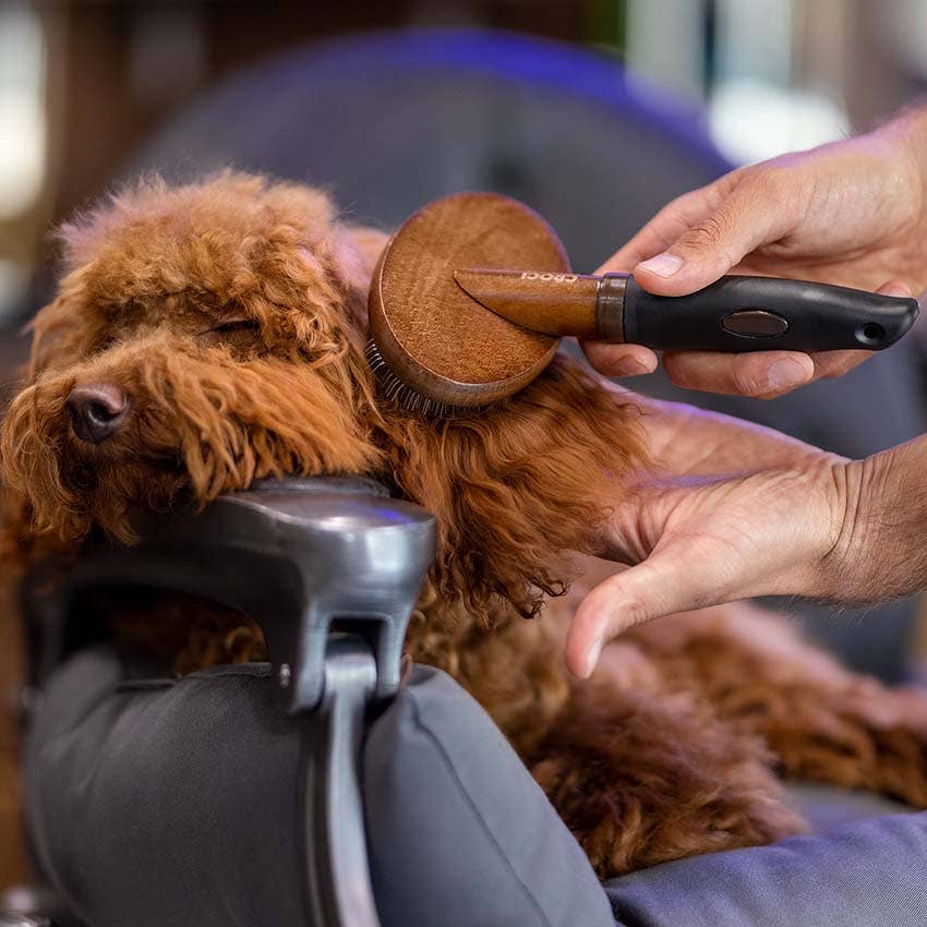 Barbershop slickerborstel voor honden – Croci