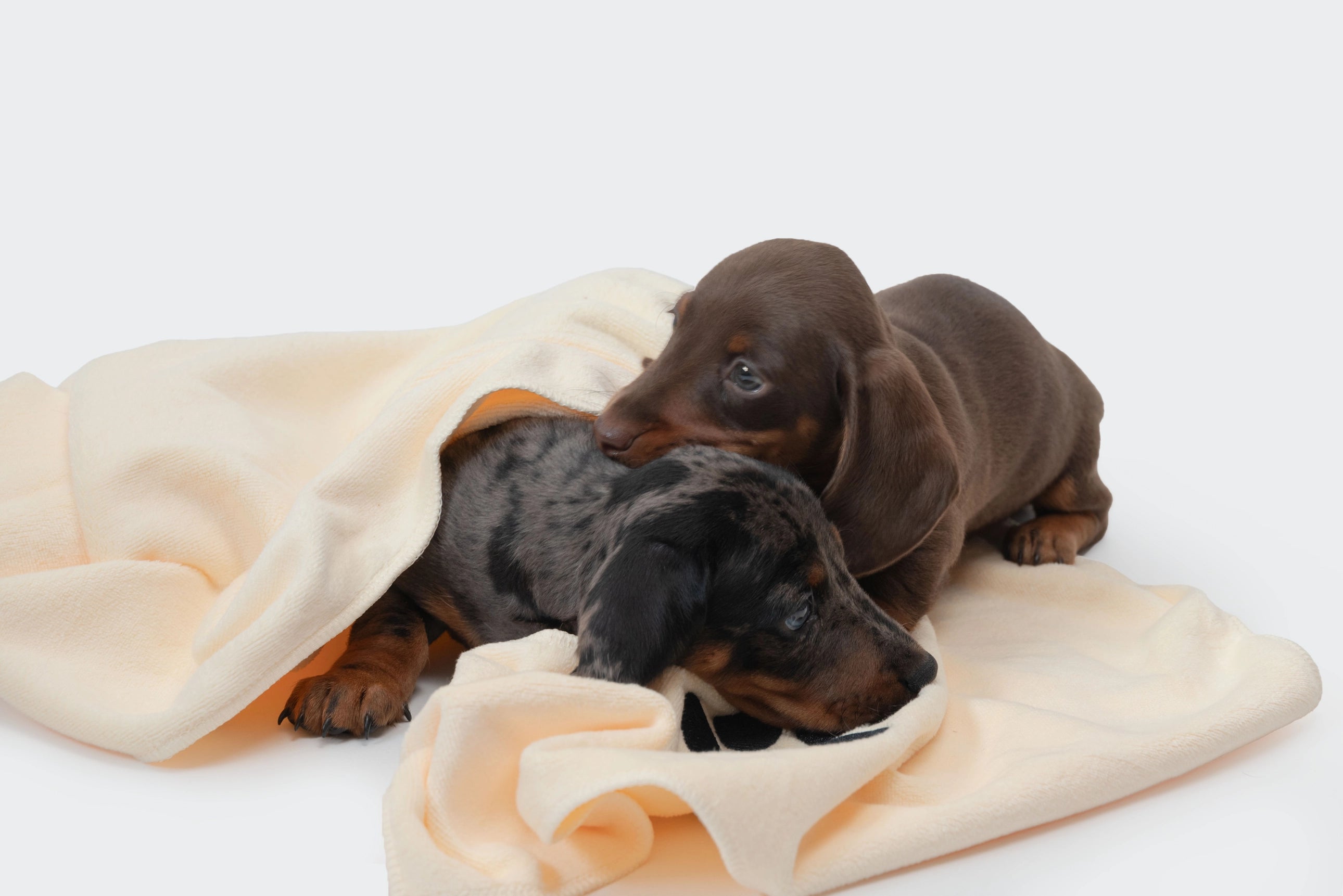 Microvezel Handdoek voor Cockers – Set van 4