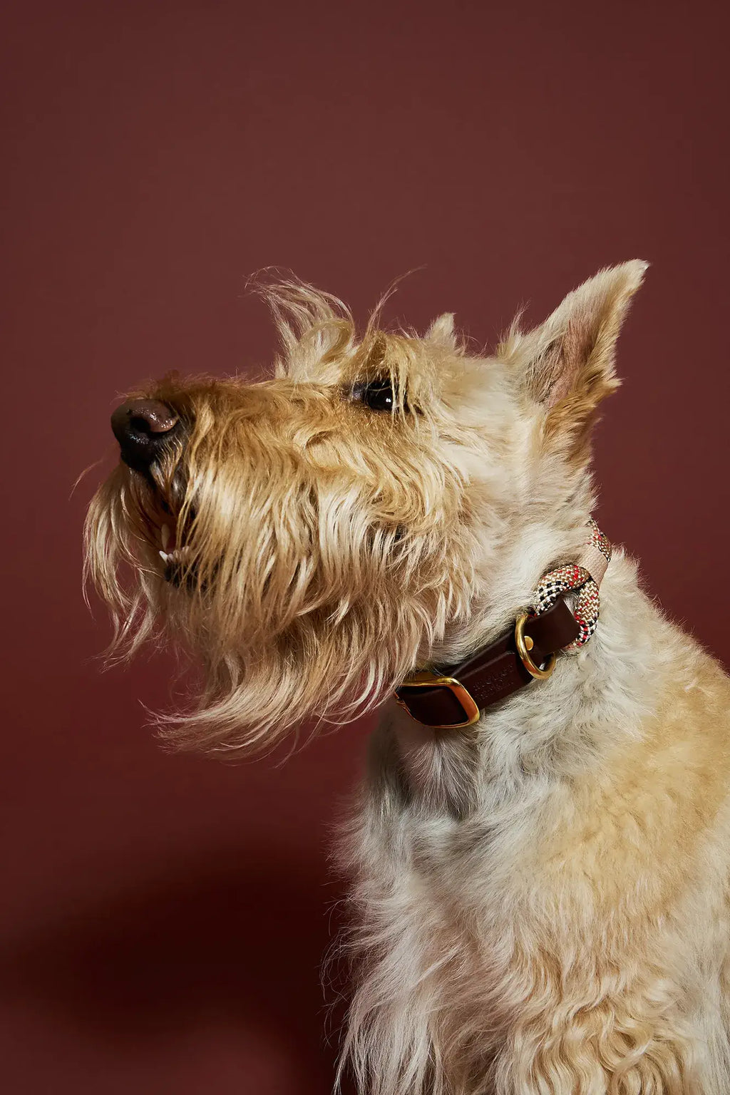 Scottish Tartan Halsband – Touw & Biothane