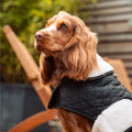 Luxe gewatteerde hondenjas – Middernachtzwart | Cocker Spaniel